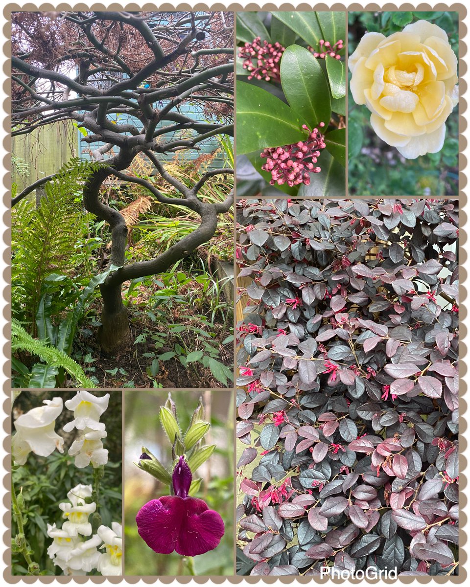ElizAthertonSop's tweet photo. Less colour in the garden this weekend, but still some stalwarts hanging in there and loads of interest:
#Acer #SkimmiaJaponicaRubella #StandardPatioRose #Loropetalum #Salvia #Antirrhinum https://t.co/37cxS9JVaG