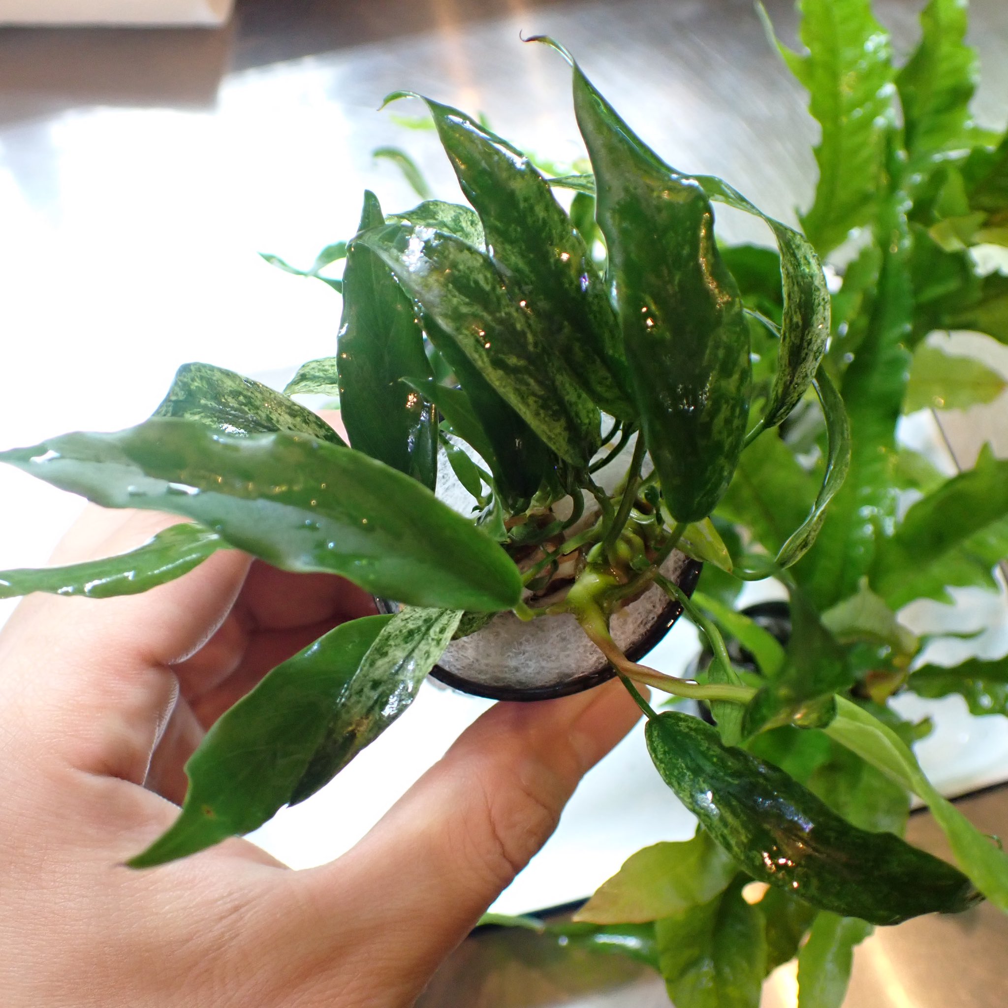 Aquarium Kind 人気の2種入荷しております アヌビアス ミニマ ドラゴンクロー 入荷してもすぐに売り切れてしまう人気アヌビアス 細葉でレイアウトにも使いやすいです 新芽は黄緑色ですが 成長に伴い斑が入っていきます ミクロソリウム クレイジー