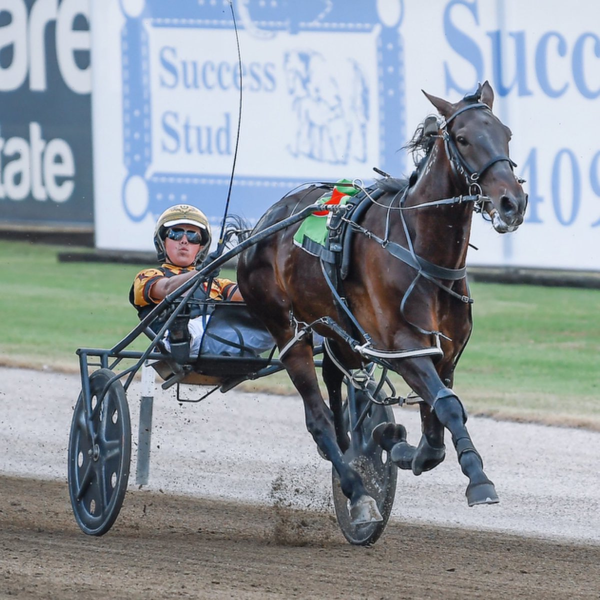 Club Menangle tweet media