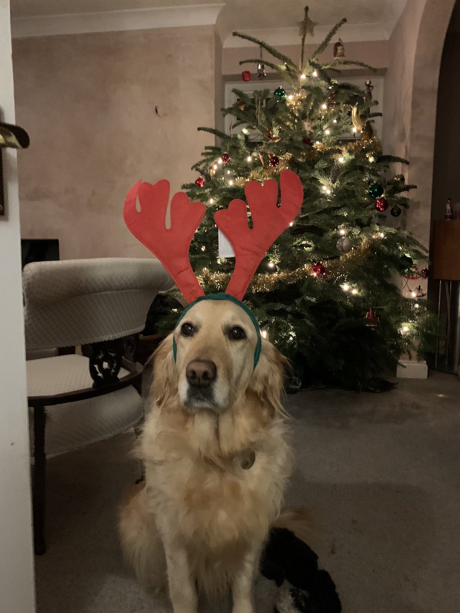 fiona_connah's tweet photo. Weβre all ready this morning for our @ChestnutSussex #reindeerfun Kay & Pascoe are going for a Reindeer Ramble this morning! https://t.co/IQdgpVPL3z