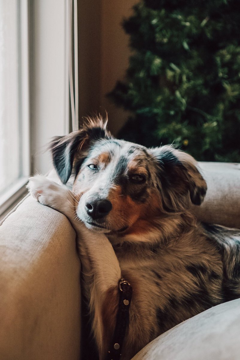 _happyheather's tweet photo. @Caiti This is Piper 🥰 https://t.co/YbgB9X0Re8