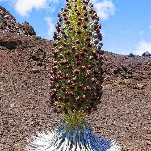 Peacock flower, This flower grows only in the south of Iran 🌼😍