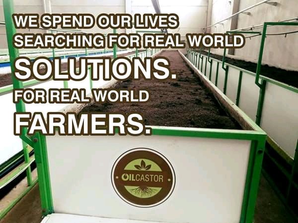 oilzim's tweet photo. #oilcastor #organicfarming https://t.co/9OhD2VfGjM