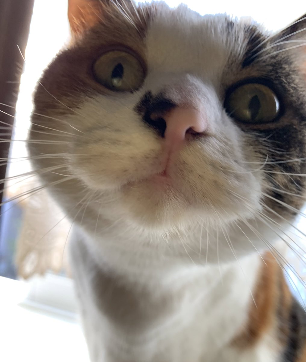 _transam's tweet image. 近い😳💦(笑)
#猫のいる暮らし 
#猫好きな人と繋がりたい 
#スコティッシュフォールド