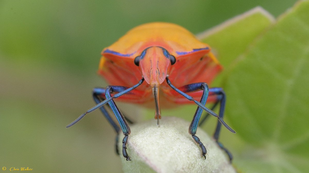 WildRedlands's tweet photo. Cotton harlequin bug (Tectocoris diophthalmus) sucking the sap from a cotton tree next to the Eddie Santagiuliana Way in Cleveland (Queensland), today. These critters are brightly coloured blue and red when young. #cottonharlequinbug #insectphotography #sapsucking #Queensland https://t.co/RSVxcHRMHZ