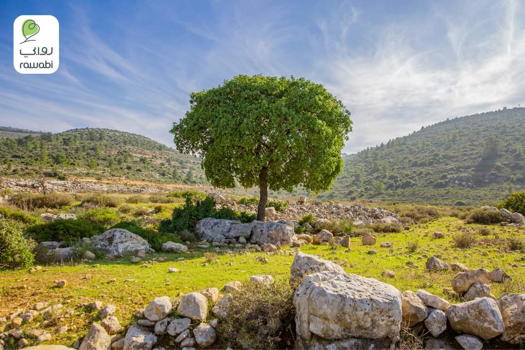 Beautiful nature from our beautiful #Palestine 🇵🇸