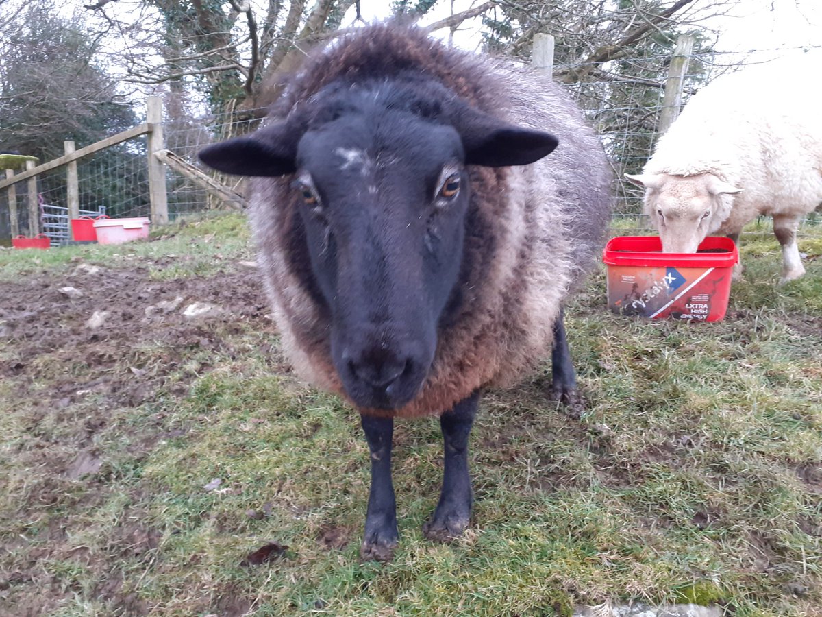 WPSSanctuary's tweet photo. Beautiful Sara is growing such a lovely fleece this year. Like me, she's getting a shade lighter each year!!!!
#animalsanctuary #sheep365 #sheepoftwitter #foreverhome #nonprofit #amazonwishlist #goinggreygracefully
https://t.co/qpNGTpNmLe https://t.co/bD9Sca0iSq