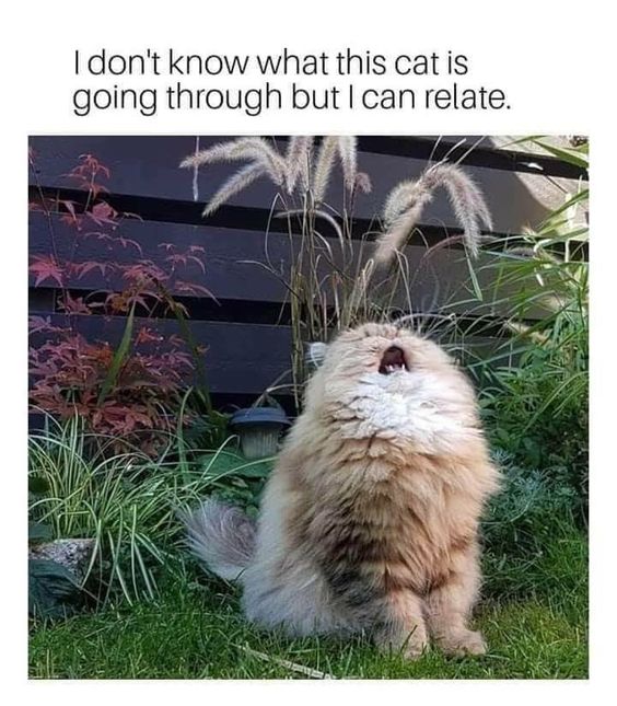wakeylife's tweet photo. #lol #mentalhealth #cat https://t.co/keSsKealvA