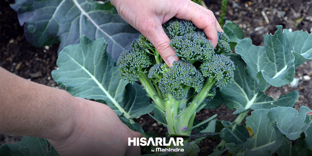 Kalp hastalıkları ve kansere karşı koruyuculuğu ile bilinen brokoli, bağışıklık sistemi koruyuculuğuyla da mevsimin en yararlı sebzelerinden biridir. #Hisarlar #HisarlarByMahindra #brokoli #sebze #meyve #tarla #tarım