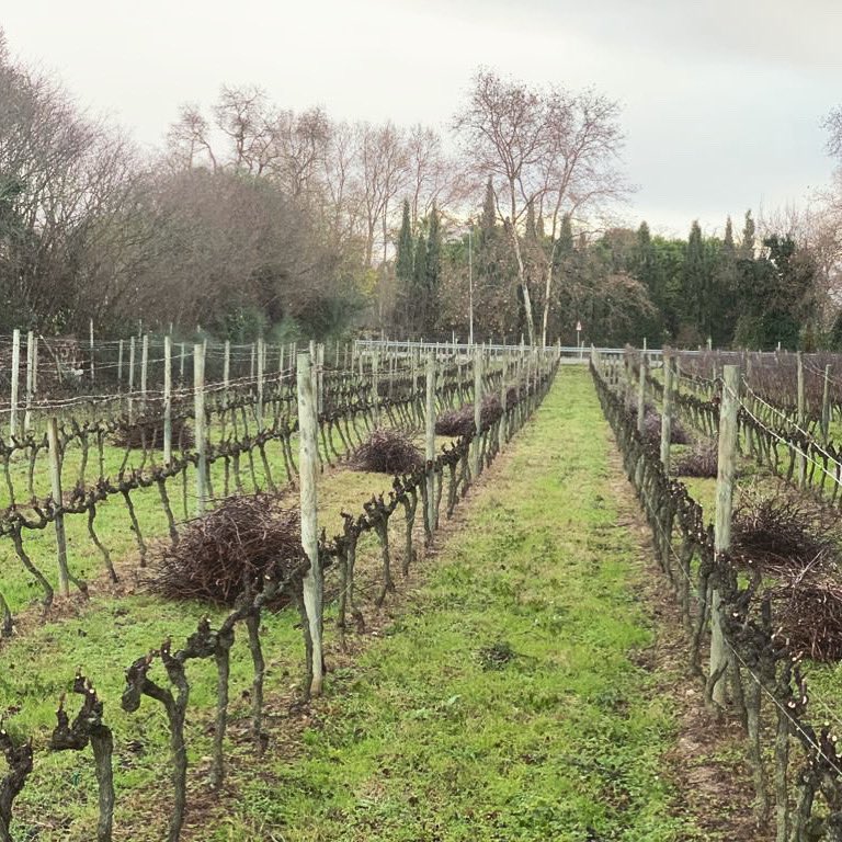 VinsdeTaller's tweet photo. Inici de poda 2020-21! ✂️✂️✂️

#VinsdeTaller #CellerVerd #Empordà  #ViCatalà #ViEcològic https://t.co/pH0tHbCLNs