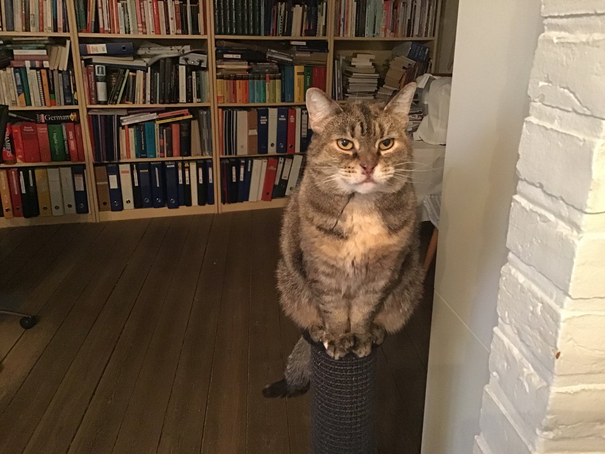 Sollenbum251's tweet photo. Molly is dropping by to wish everyone a happy #Caturday 😺 Stay safe! https://t.co/gknbVhsXGu