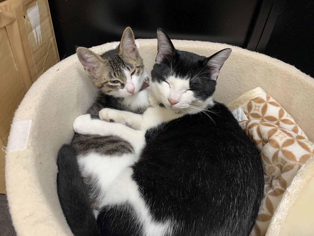 猫社員ぽんぽこ なんだか淋しい熱帯魚みたいだニャ 猫 猫をtlに流しちゃおう 猫動画 猫画像 猫好きさんと繋がりたい 猫好きな人と繋がりたい 猫のいる暮らし 猫のいる会社 猫アレルギー