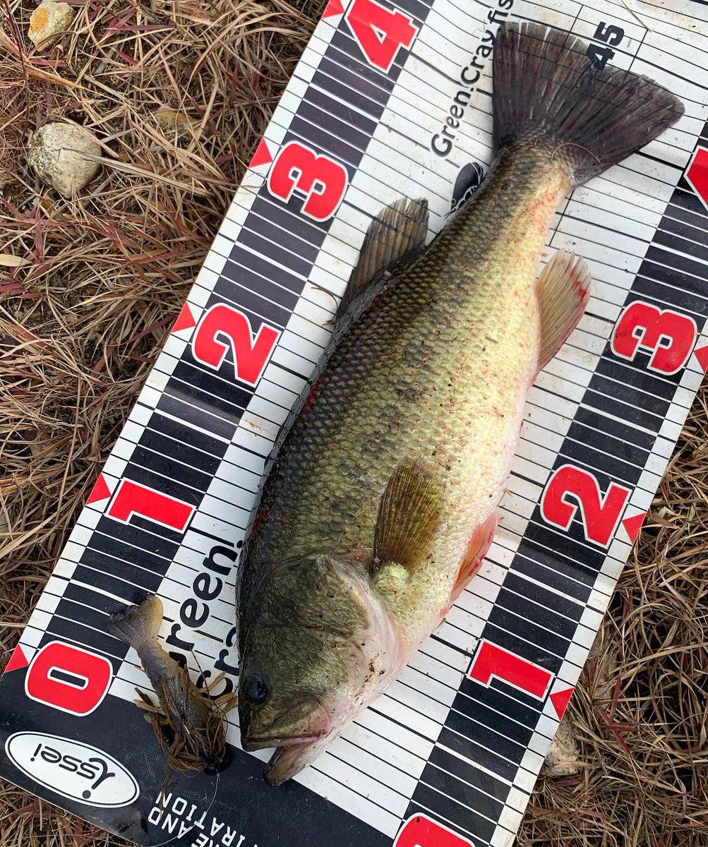 hibiki_100504_'s tweet photo. 冬の一発🎣
エイトボール+フィンクでしっかりエサを食ってる魚を捕獲🎣
#drt
#drtinc
#drtfink
#eightball
#バス釣り
#冬バス https://t.co/gLweZQdSk5