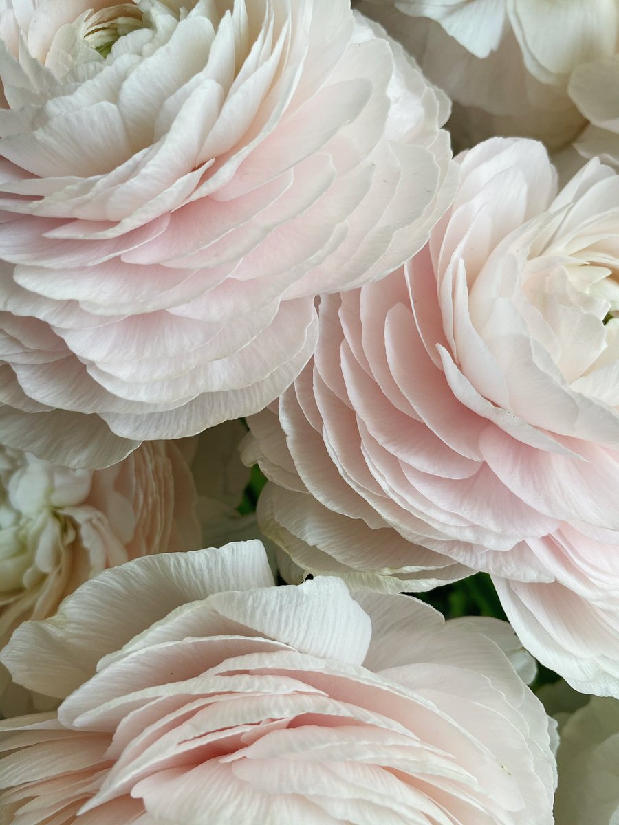 "like flowers we can also choose to bloom."