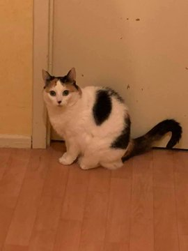 justineducern's tweet photo. URGENCE🆘🆘🆘🆘🆘
TOUJOURS SANS SOLUTION
Recherche  sur RENNES ou BRETAGNE une gentille famille  OU ASSO pour  cette petite chatte 8 ans, identifiée et stérilisée, suite maladies graves de ses 2 maîtres agés, 
(était le seul animal ).
sinon sera mise à la rue 
Me contacter https://t.co/r3WaymsIW0