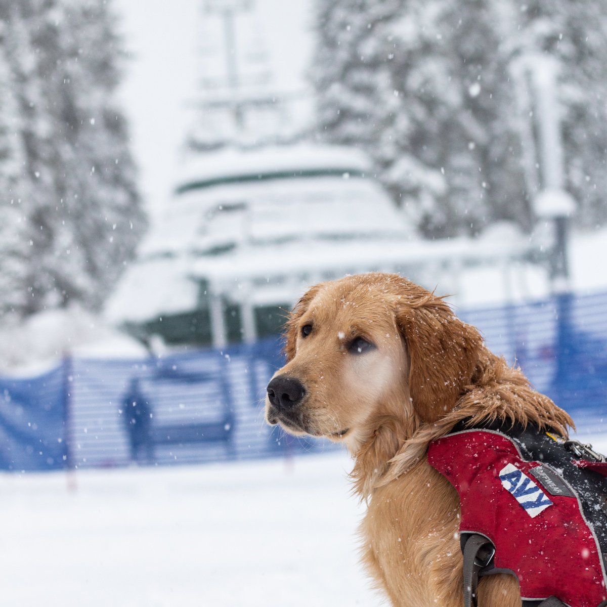 Sierra_at_Tahoe's tweet photo. It's snowing + the stoke is high! 
🌨️: Mixed precipitation + gusty  
⛷: 21 trails, 15 groomed + 1 park
🚡: 8 lifts/tows scheduled
📱: https://t.co/QXTOl26PQB https://t.co/4CjIeE1qAJ