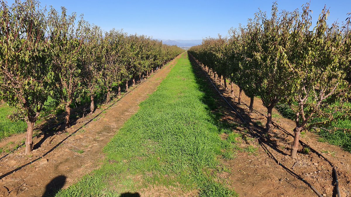 OscardeMarcosG's tweet photo. Fundamental la cubierta vegetal en nuestro almendro en seto para la conservación de suelos, lo implantamos en todas nuestras plantaciones. https://t.co/gVmbofJpMt