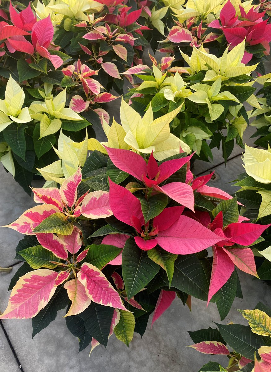 Hdpamcan's tweet photo. Tip from our growers: water whenever you feel the soil is dry or when the leaves start to drop.  #NationalPoinsettiaDay What's your favourite poinsettia colour? https://t.co/UKP2Bxv2Qy