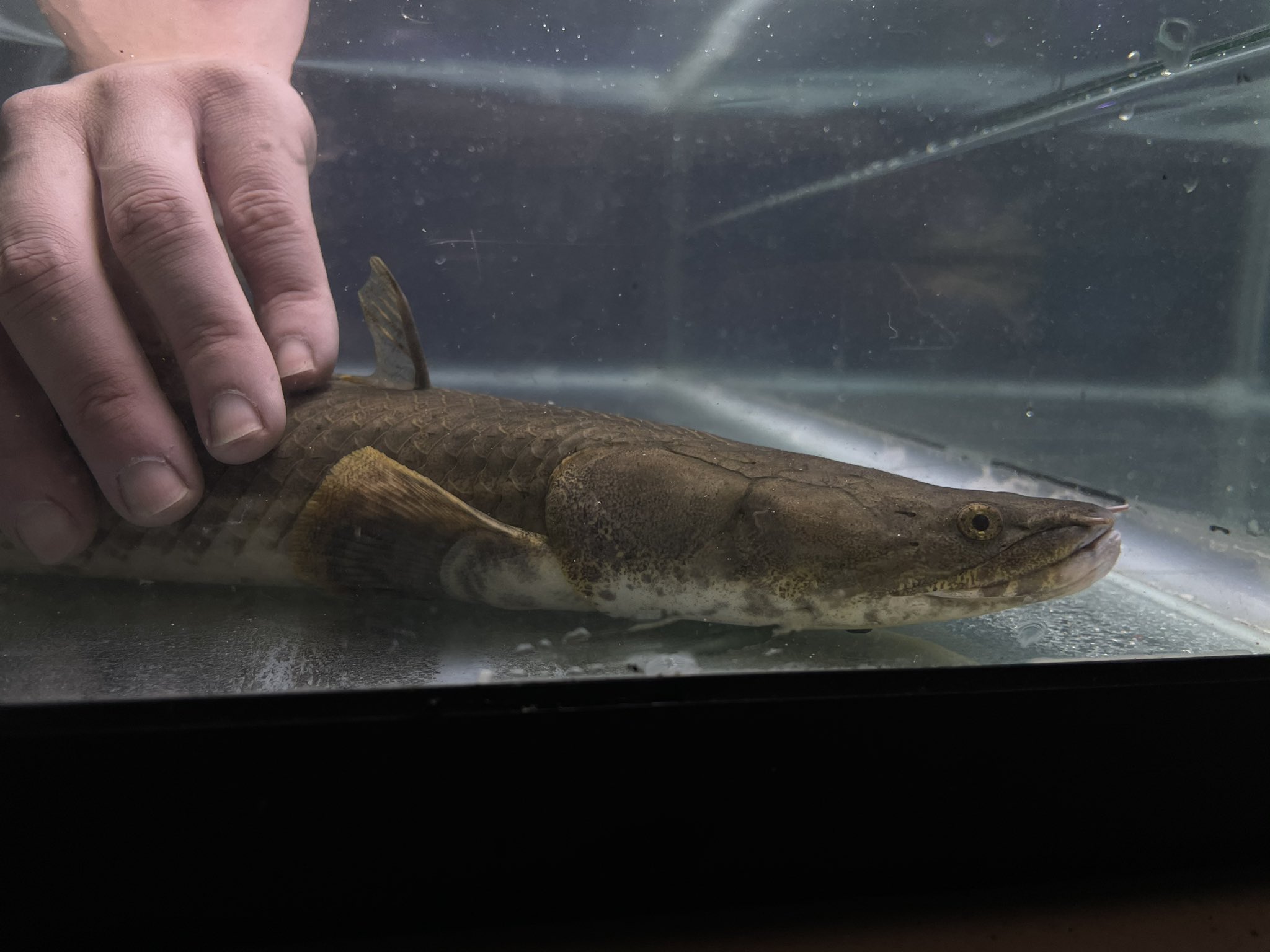 スプーンヘッド WILDエンドリケリー