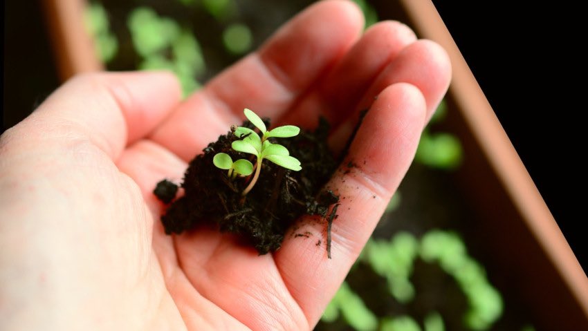 Come scegliere il terriccio giusto. ASCOLTA IL PODCAST gardentv.it/come-scegliere…