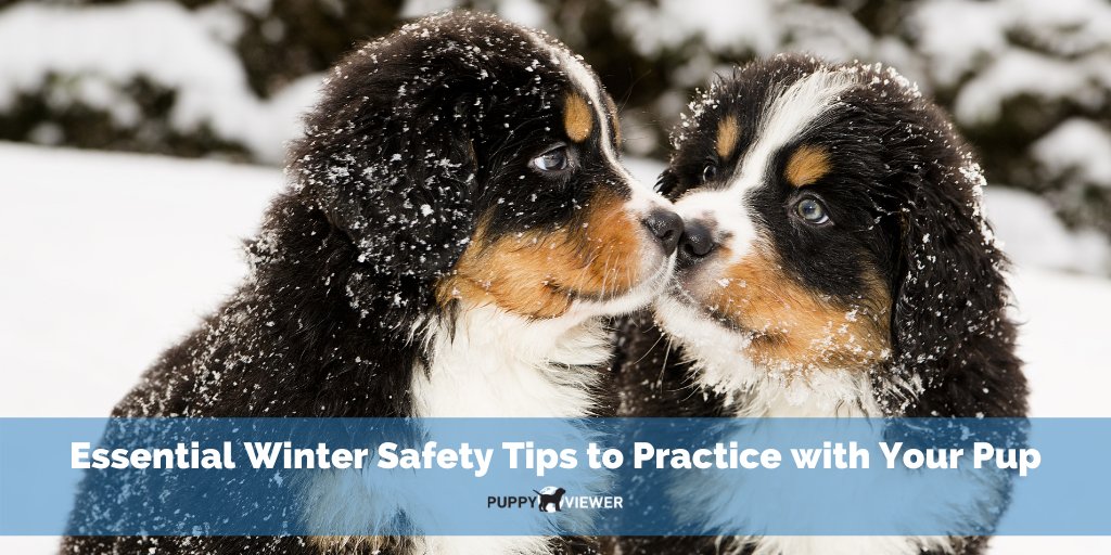 PuppyViewer's tweet photo. Winter has arrived! ❄️ From extreme cold to ice safety and winter paw protection, keep these tips in mind as you enjoy the colder weather with your pup this season. https://t.co/gJ38DEOQlj https://t.co/JTrqgALB3i