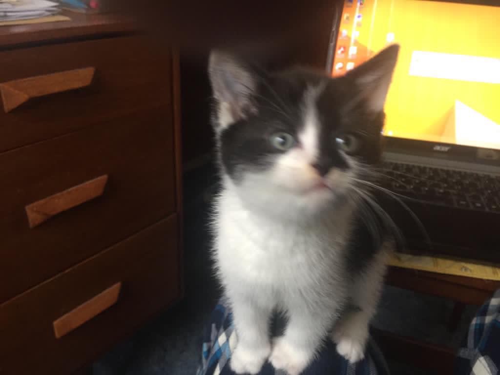SolihullUpdates's tweet photo. #MISSING: Have you seen Cookie?

9-week-old male kitten has got out around 11am this morning from #SummerfieldRoad, off Castle Lane, #B92. If there are ANY sightings of him, let #SU know. Please RT. https://t.co/l3hk8GtOzz