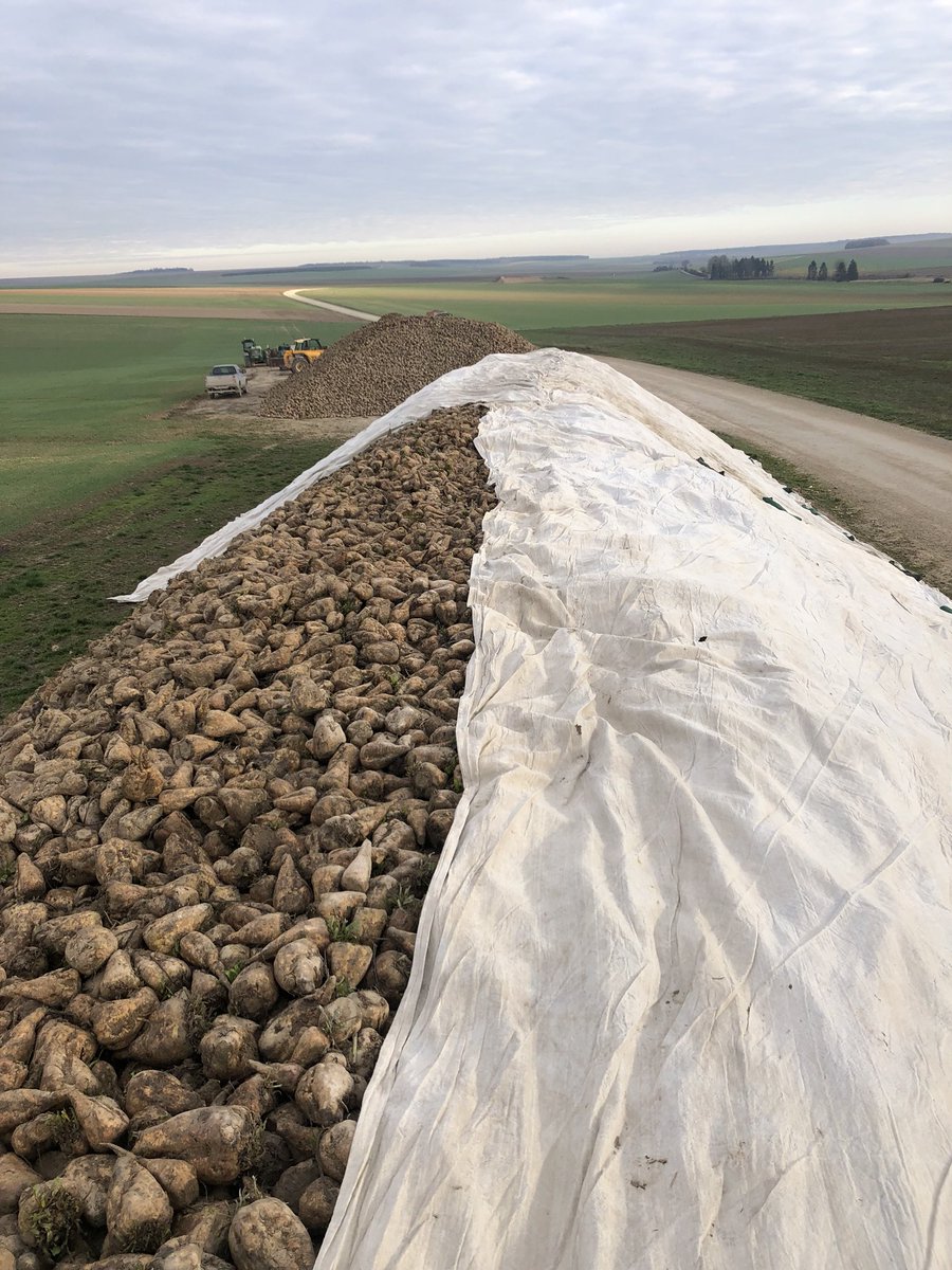 Aller hop, affaire pliée ! Bilan : va falloir y aller mollo sur le sucre dans le café (ou dans la goutte 😝) pour l’année à venir 🙄 #betteraves #sugarbeet #missbetter <a href="/Fragritwittos/">FranceAgritwittos♥️</a>