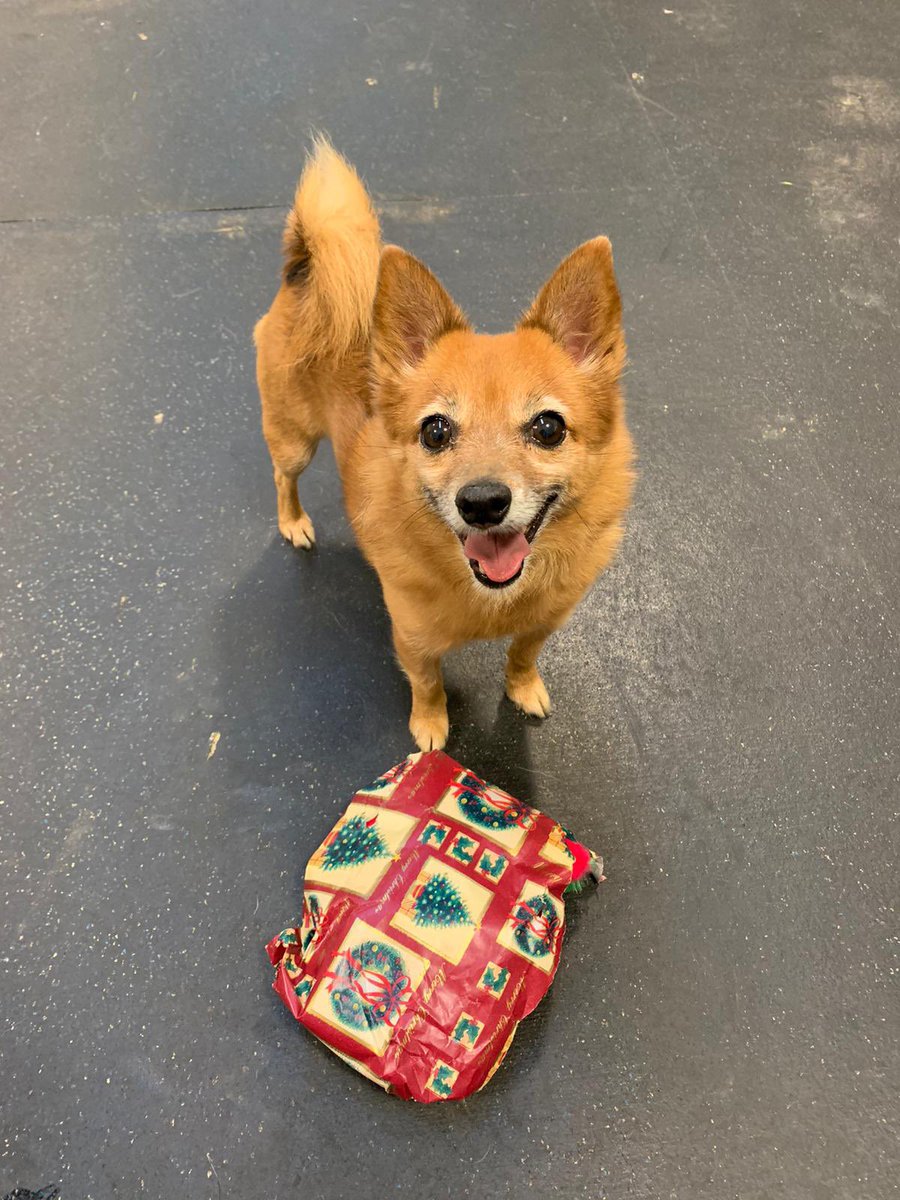 DT_Essex's tweet photo. Little Pixie has just chosen her gift from Santa Paws 🎅🏻 look at her little face 😭😍
You can send our doggos a Christmas treat directly from our amazon wish list here 👉 https://t.co/sYmK7IU4aD
Thank you to all our secret Santas!🎅🏻 @DogsTrust https://t.co/Zcq6m8iKAs