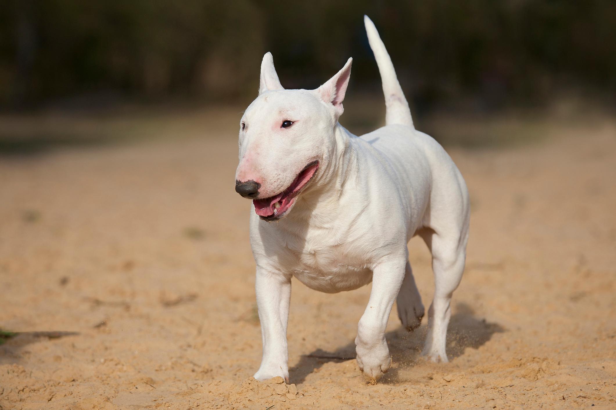 Animal Planet on X: "The bull terrier is a sturdy, robust dog breed known  for its iconic egg-shaped head. The breed's strength can be seen on  tonight's #DrJeff when a bull terrier
