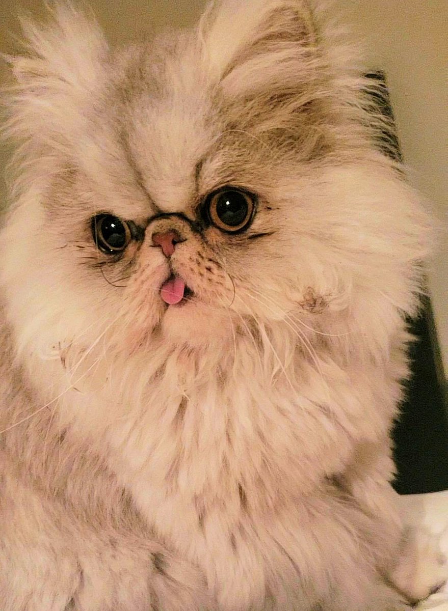 anderssonmarten's tweet photo. It's just not #Caturday without a photo of Mr. Milo pretending to be #GeneSimmons #WannabeGene #kisscat #milo #milothecat #miloandersson #caturday #cat #cutecat #rockstarcat #persian #basstechnician #chickmagnet #catsoftwitter #martenandersson #martenanderssonbass https://t.co/VYPUWKQROx
