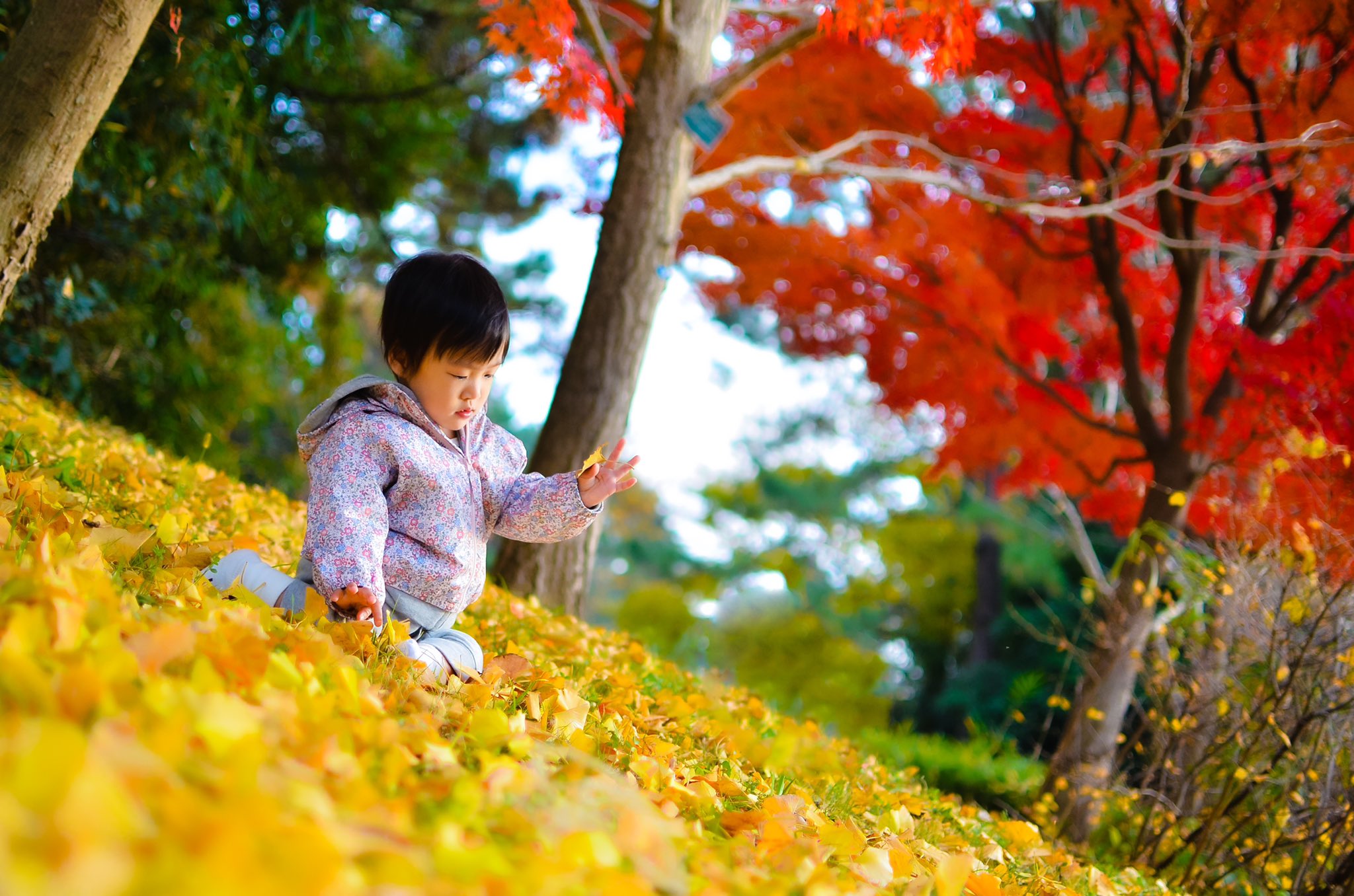 ট ইট র Nori Modea Youtubeやってます 今度こそ紅葉見納めかな 子連れ初だったけど これはもうハマった 年パス買いたい って思ったら無料だったところがまた感動 葛西臨海公園 紅葉 子連れ東京 T Co 6tje77zz4r ট ইট র