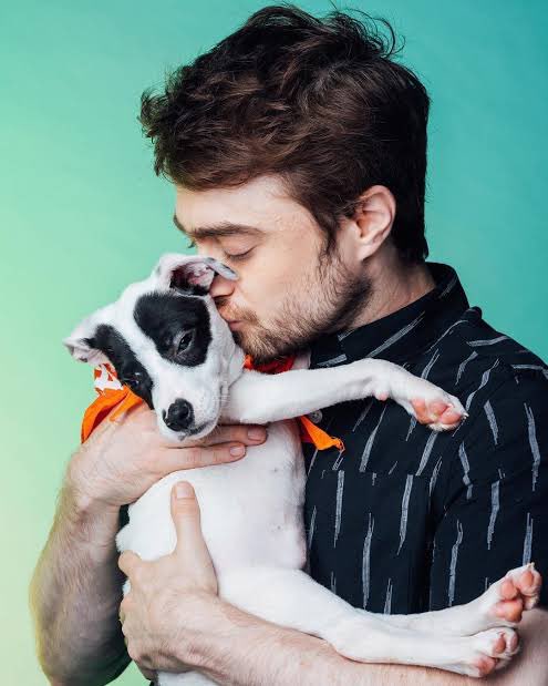 Dan Radcliffe Japan こんばんはラドクリフ わんこしゅきしゅき Danielradcliffe ダニエルラドクリフ T Co Ticsxleqwm Twitter