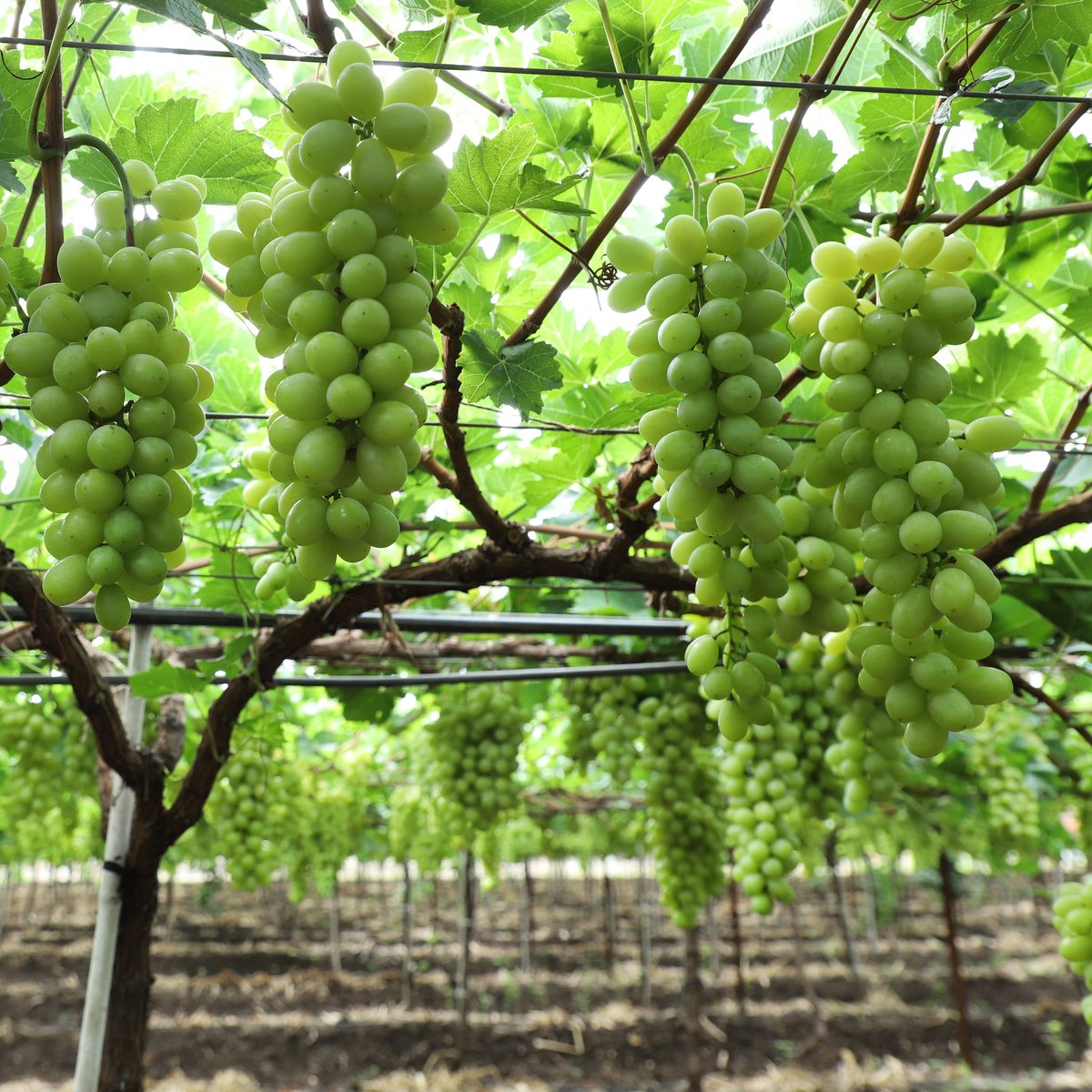 Sahyadri Farms tweet media