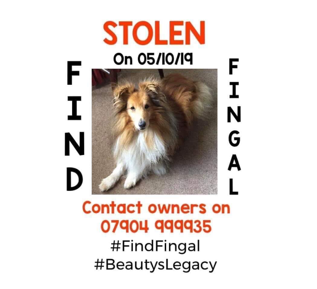 molliepug2's tweet photo. 🆘❤️🆘 Fb FINGUL STOLEN ❤️
Fingal is still missing, and we need to find out where he is please keep sharing, tweeting, putting up posters and supporting his campaign. If anyone has any information at all please call 07866026343 or 07904 999935 in complete confidence
#findfingal https://t.co/NZocj14gwi