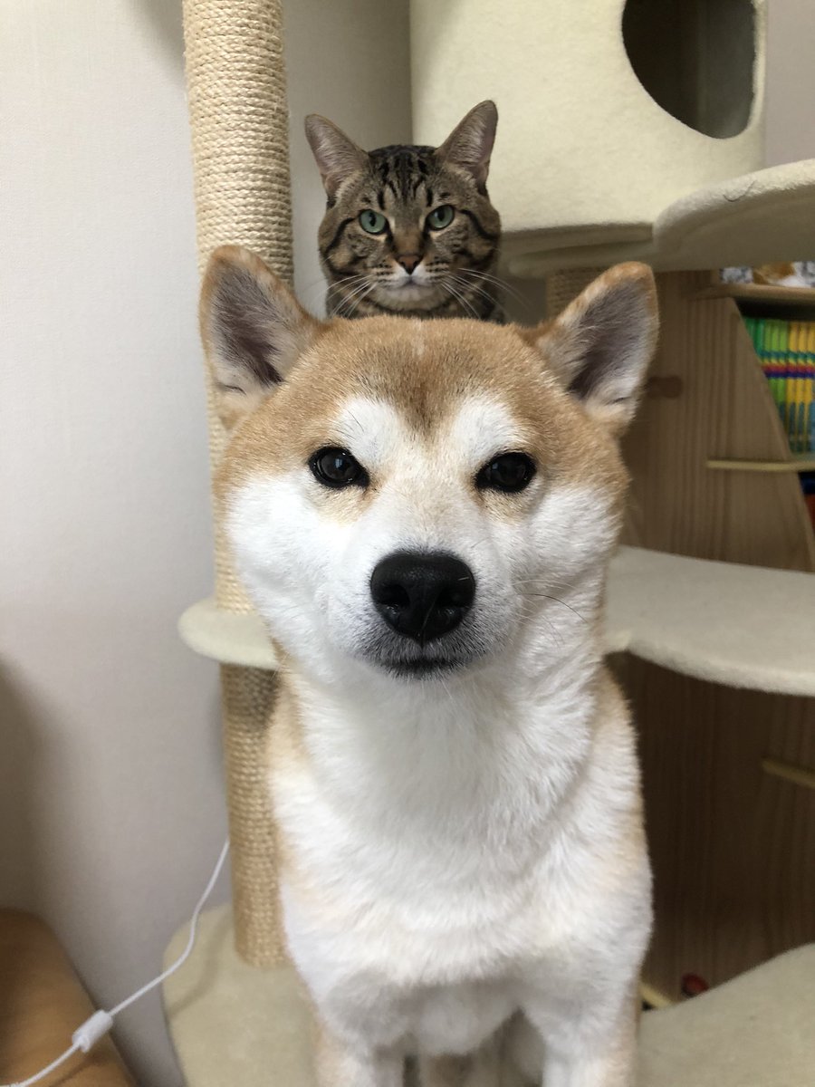 柴犬ゆうと猫のとろ トーテムポールみたい 柴犬ゆうと猫のとろ トーテムポールみたい