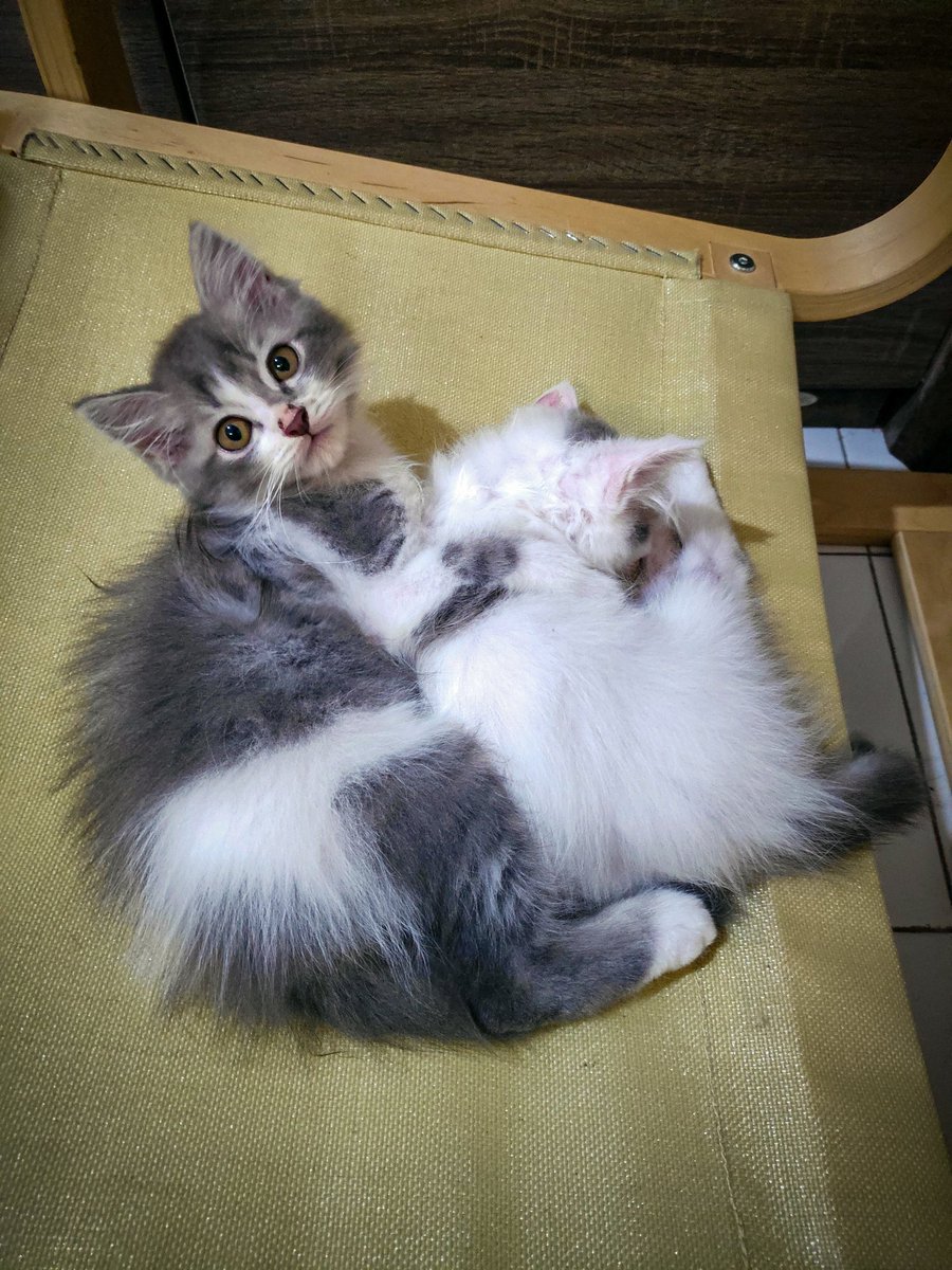 Jenggoooo's tweet photo. Dari 4 anak kucing, tinggal 2 yang bertahan ☹️ https://t.co/kc2RgtnBV0