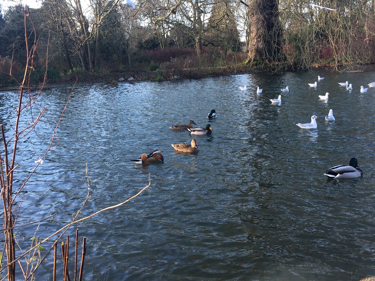 BeanyBirder's tweet photo. Adding a bit of colour to the morning walk around #Cirencester Abbey Grounds #glosbirds @WildCiren #Mandarin https://t.co/Wjrd12rLa3