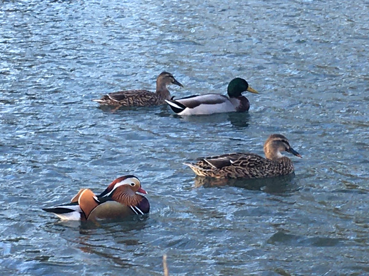 BeanyBirder's tweet photo. Adding a bit of colour to the morning walk around #Cirencester Abbey Grounds #glosbirds @WildCiren #Mandarin https://t.co/Wjrd12rLa3