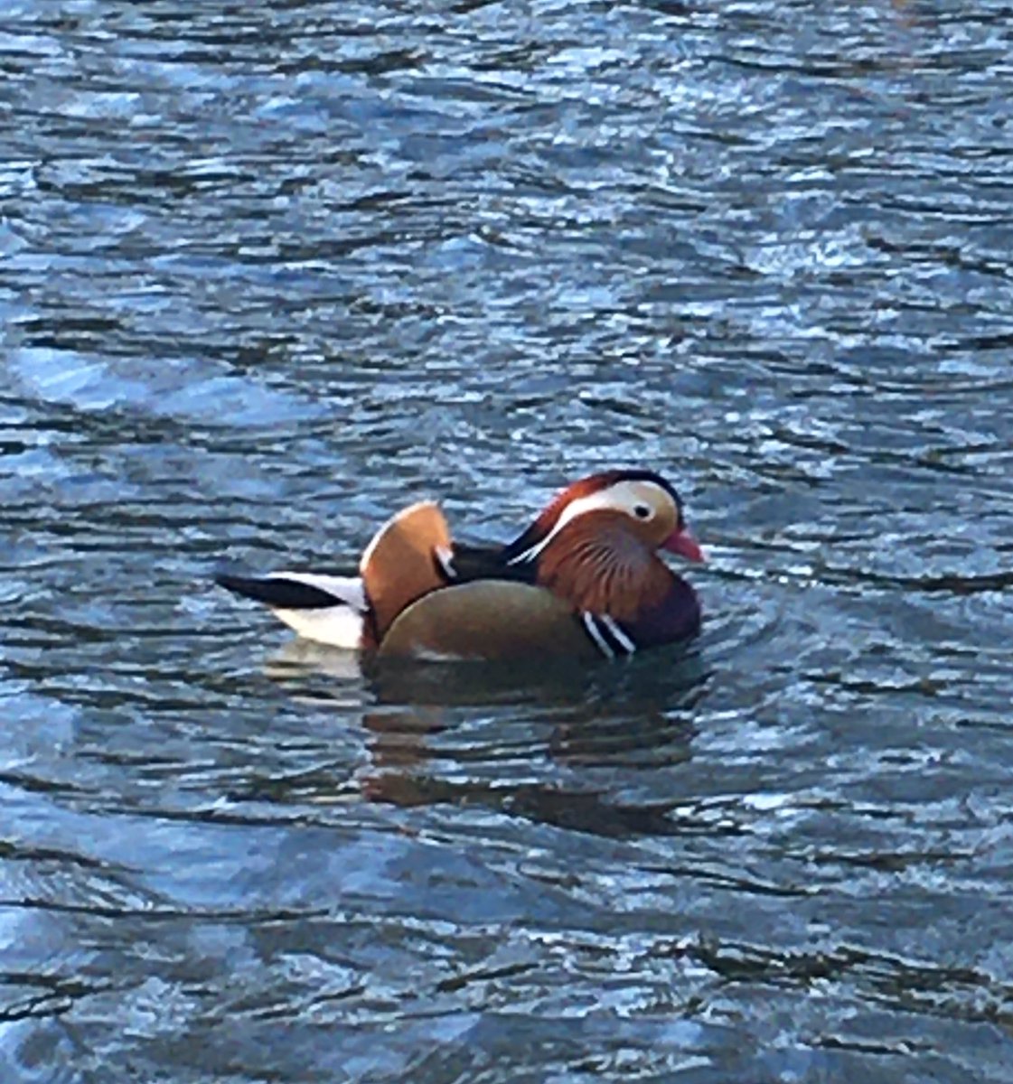 BeanyBirder's tweet photo. Adding a bit of colour to the morning walk around #Cirencester Abbey Grounds #glosbirds @WildCiren #Mandarin https://t.co/Wjrd12rLa3