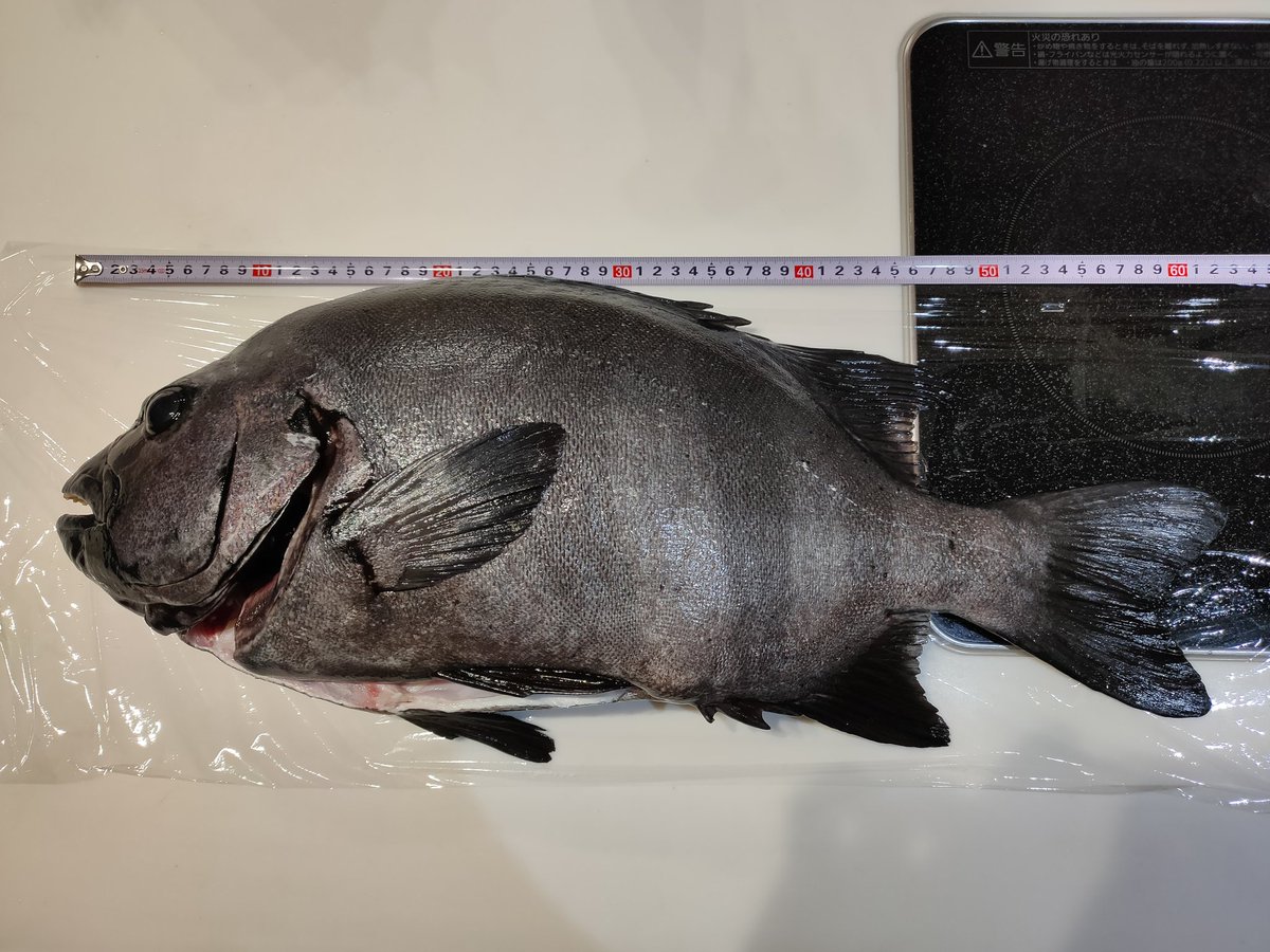science04510's tweet photo. イシダイ62cm突けました！
自己記録更新です😆
60オーバーのイシダイは初めて！
油断してヒレのトゲ刺さった笑 https://t.co/B3IwwVS4OA