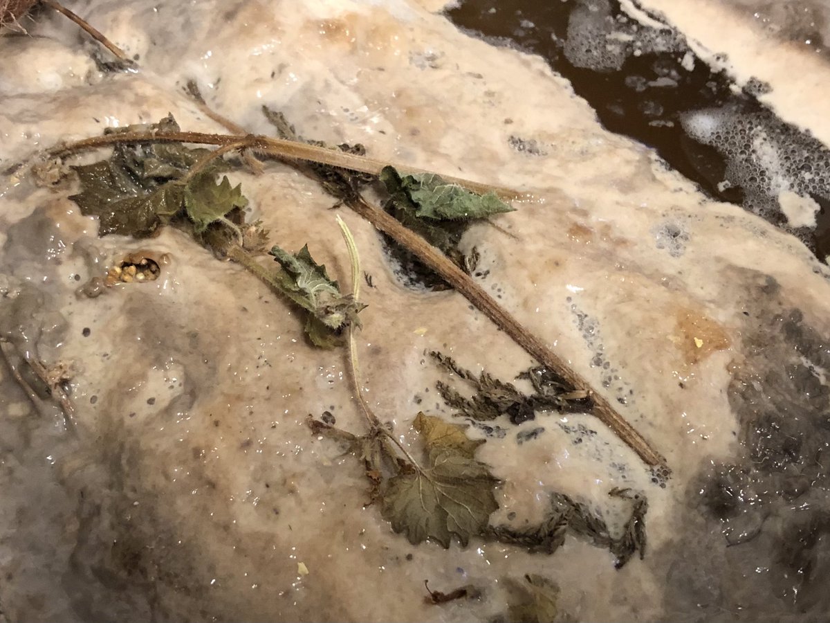 Growing Beer tweet media