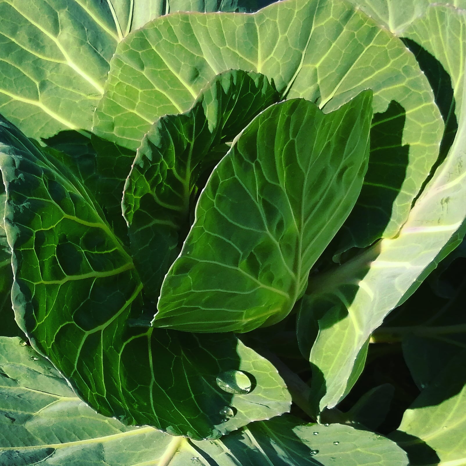 ねことふくろう キャベツすくすく育ち中 Cabbage Organic キャベツ オーガニック 有機 Potager ポタジェ 家庭菜園 Garden Gardening 畑 ガーデニング 菜園 水滴 朝露 Drop Waterdrops Chou 菌ちゃん 無農薬 野菜 Vegetable Vegi
