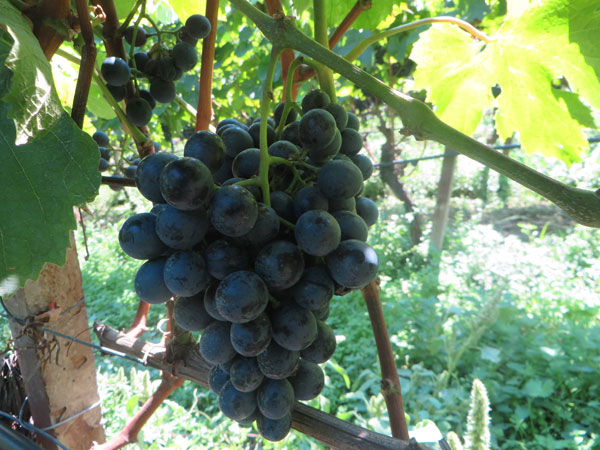 ViaCialdini's tweet photo. #Wine #ElenaWalch #Castelringberg https://t.co/OwwUqYMwNn