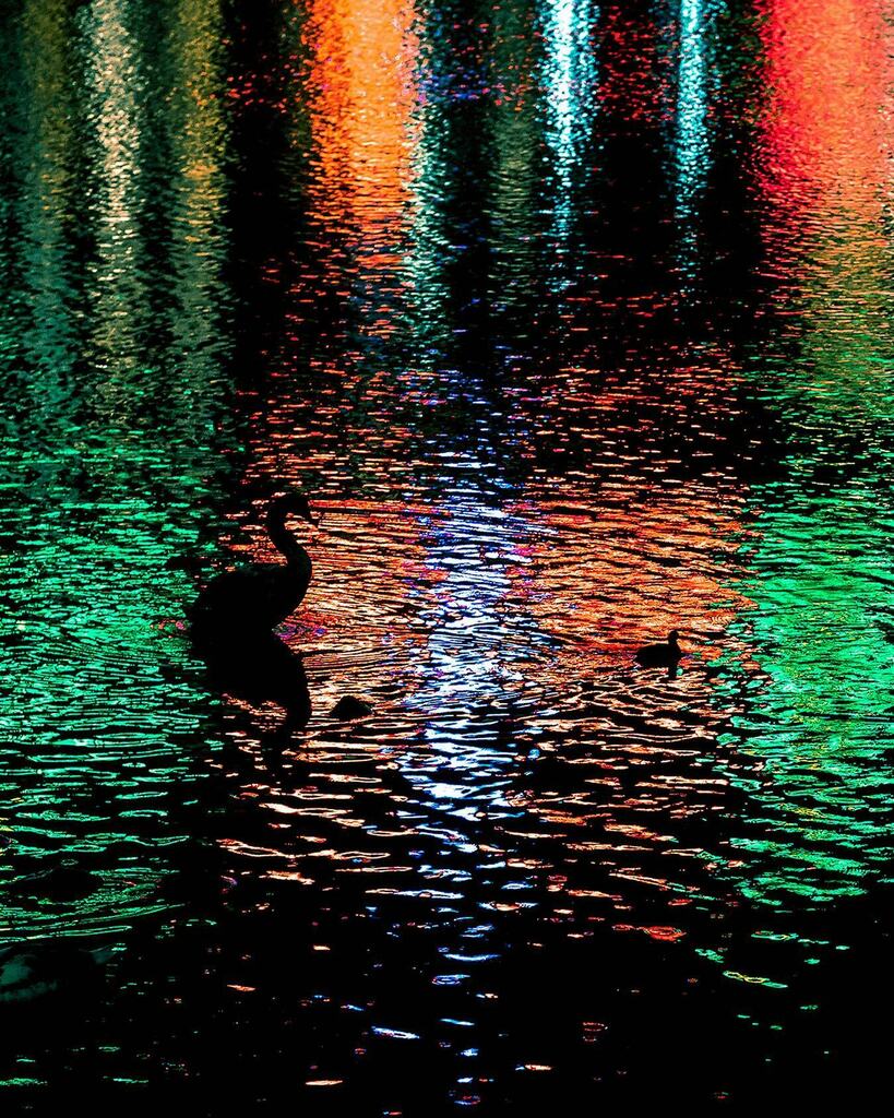 jonassmith's tweet photo. Neon ocean swan 🦢 #igerscopenhagen #swan #copenhagenbynight #cphpicks https://t.co/hBKYRIN6W5 https://t.co/YjVmEs6yLs
