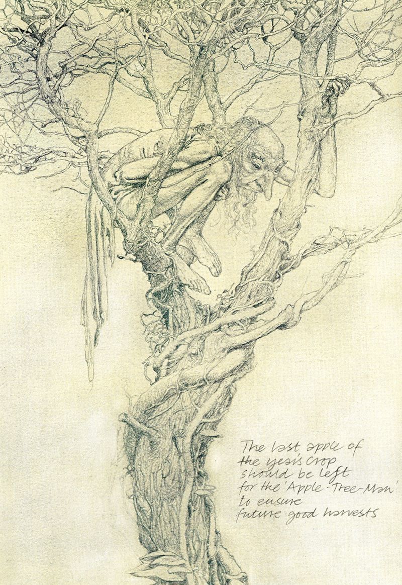 Folklorist Ruth Tongue collected stories of the Apple Tree Man in the cider-producing villages of Somerset. In one story a man offers his last mug of mulled cider to the trees in his orchard on Christmas Eve. He is rewarded by the Apple Tree Man