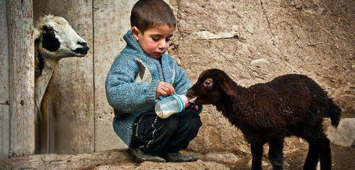 'Merhamet, masum olduğu için her kalbe misafir olmaz.' - İbn-i Haldun