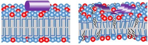 The Lipid Chronicles tweet media