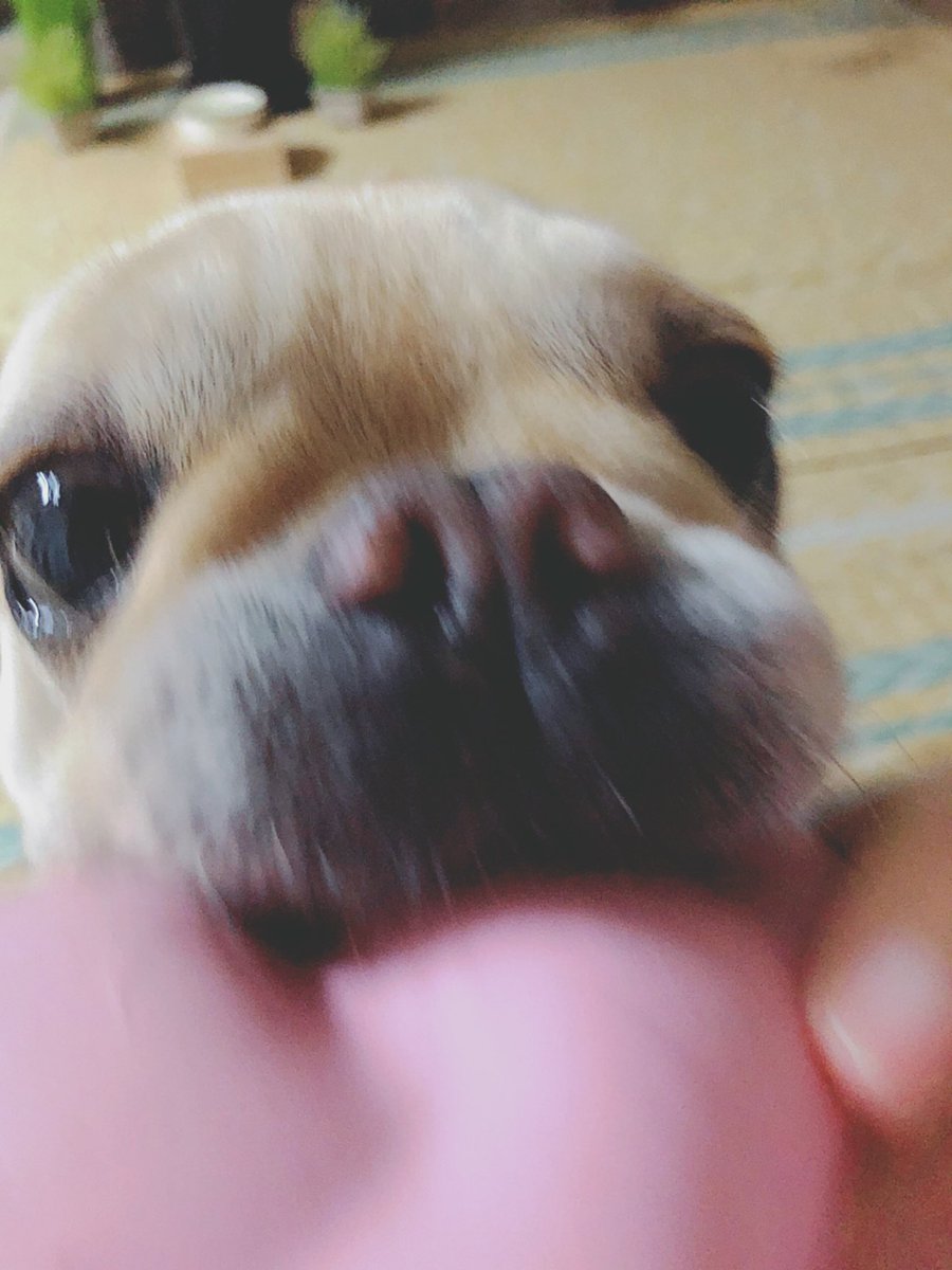 プレイバウ プレイバウ