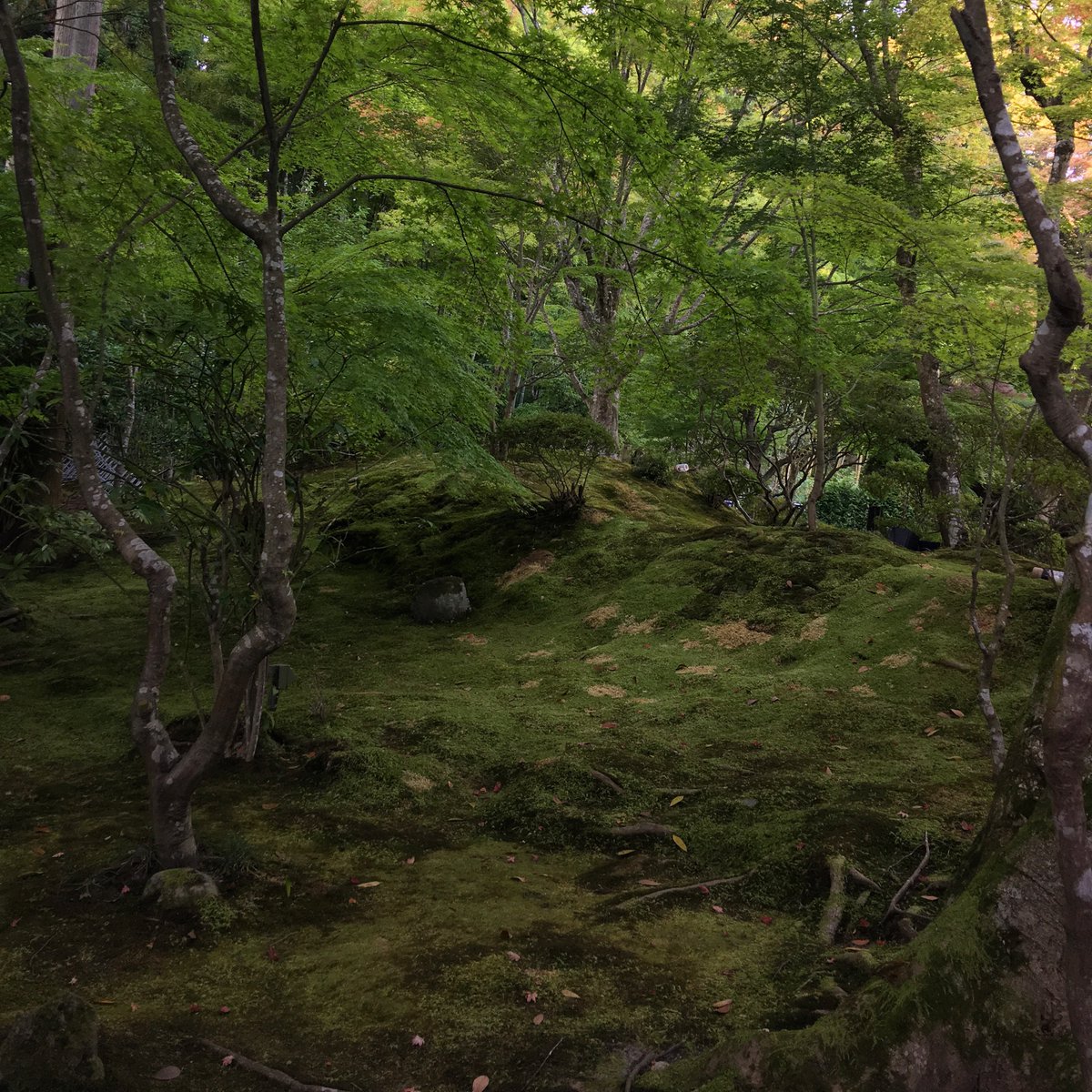 No matter where you are in Japan, keep an eye on your map app for temples (which are, disconcertingly for many of us, represented by a swastika, which apart from its European infamy is also a Buddhist symbol).I almost literally stumbled across the lovely Entsuin in Matsushima.