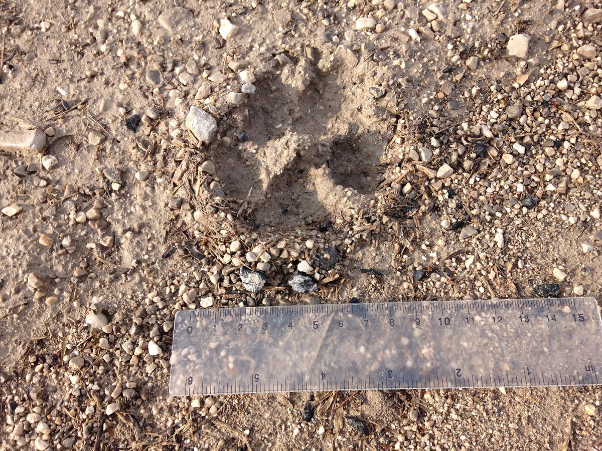 BioBlitz_Tapada's tweet photo. 🧵2/n Amostragem de #Mamíferos
🐾💩
A procura de indícios de presença como pegadas e dejetos, já era utilizada pelos nossos antepassados para encontrarem as suas presas. Atualmente é também utilizada para estimar abundância ou recolher material biológico.
#BioBlitzTapada https://t.co/QYSPEXOe9b